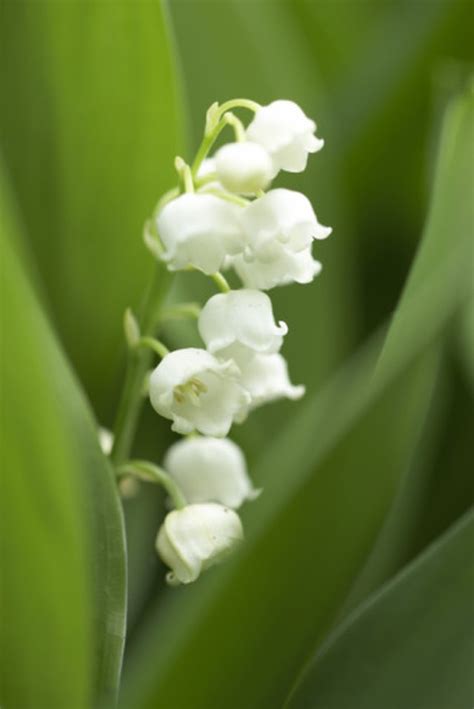 9 Flowers That Mean Trust .